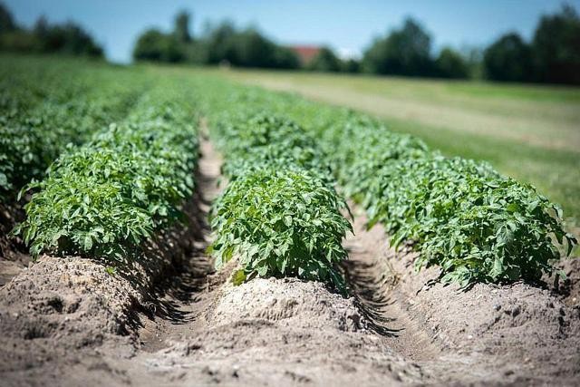 土豆的种植技术方法大全(土豆好吃但总种不好)(2)