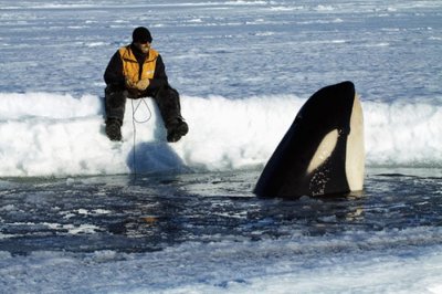 ​《皇家学会开放科学》杂志：研究表明世界上最小的虎鲸具有令人惊讶的复杂音乐
