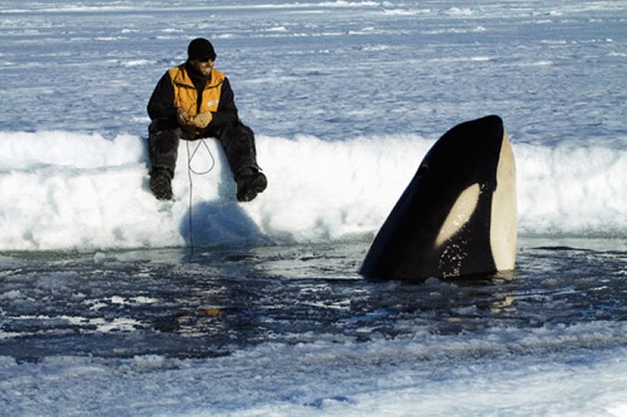 《皇家学会开放科学》杂志:研究表明世界上最小的虎鲸具有令人惊讶的复杂音乐曲目