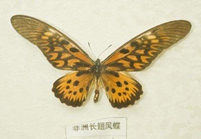 ​世界上最毒的蝴蝶，非洲长翅凤蝶可毒死6只家猫