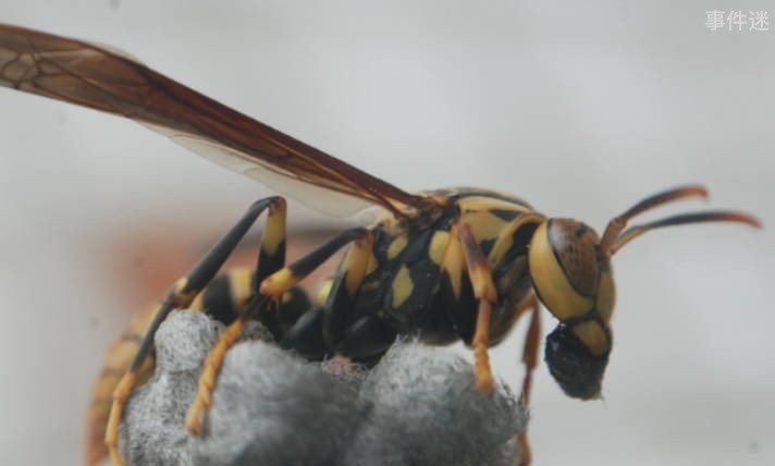 网络图片(侵删) 网络图片(侵删)