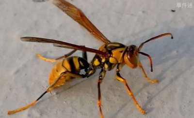 ​养蜂人为何痛恨马蜂 马蜂会侵犯蜜蜂的巢穴(会带来损失)