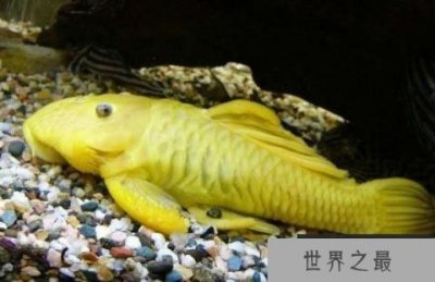 ​世界身价最贵的异型鱼，24k黄金达摩身价过万