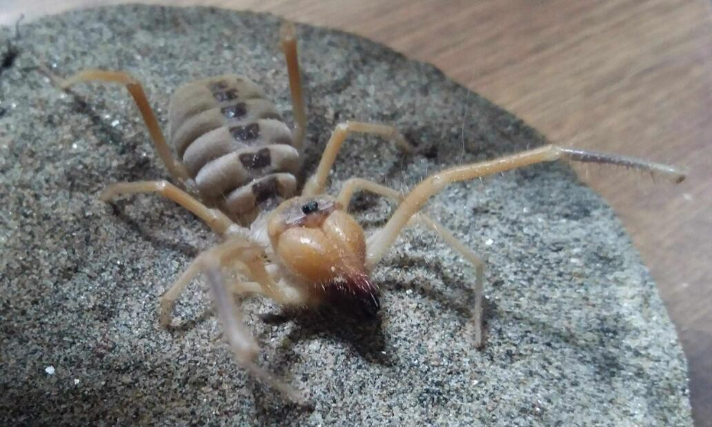 巨骆驼蜘蛛可以长到多大(最大的远古蜘蛛有多大)(1)_