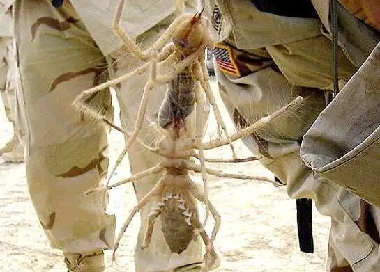 巨骆驼蜘蛛可以长到多大(最大的远古蜘蛛有多大)(3)_