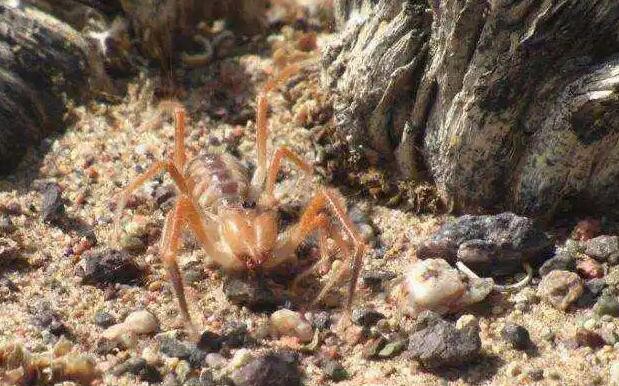 巨骆驼蜘蛛可以长到多大(最大的远古蜘蛛有多大)(2)_