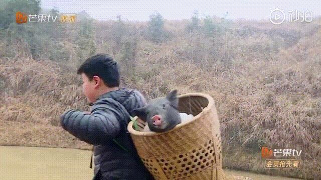 10岁儿子上《变形计》背猪,杜华是想改变儿子还是为出道造势?