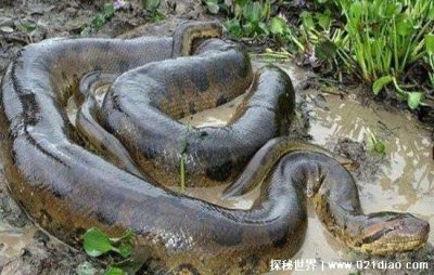 ​世界上最大的蛇有多大，亚马逊森蚺重500斤长10米(一口吞一个人)