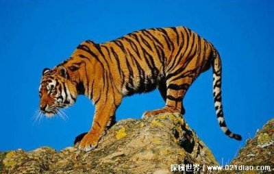 ​74年属虎48岁2025劫难，太岁当头诸事不顺(两颗凶星影响运势)