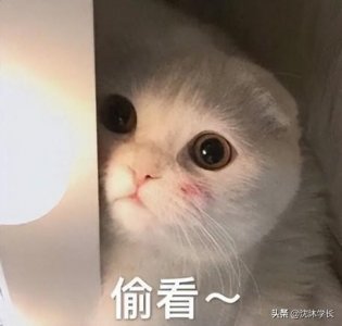 四级分数是实际分数吗(四级分数多少算高分)