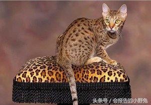 全球15大最值钱的宠物,只有土豪才能养