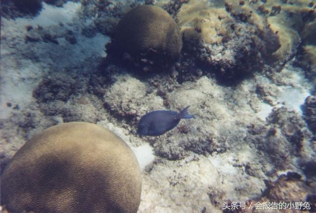 全球15大最值钱的宠物,只有土豪才能养