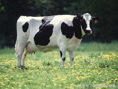 全球15大最值钱的宠物,只有土豪才能养