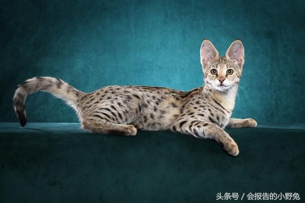 全球15大最值钱的宠物,只有土豪才能养