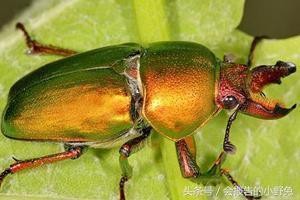 全球15大最值钱的宠物,只有土豪才能养