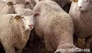 全球15大最值钱的宠物,只有土豪才能养