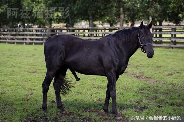 全球15大最值钱的宠物,只有土豪才能养