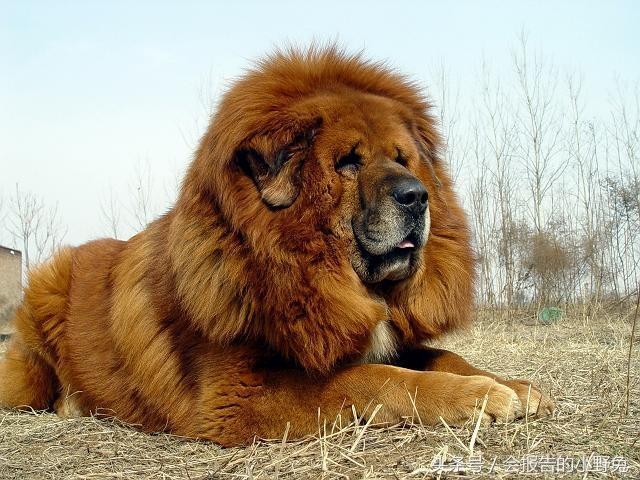 全球15大最值钱的宠物,只有土豪才能养