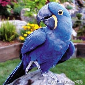 全球15大最值钱的宠物,只有土豪才能养