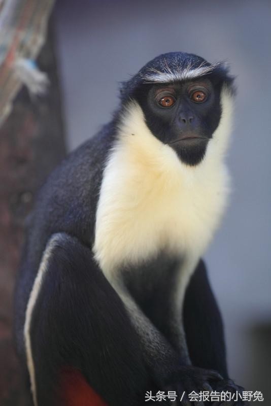 全球15大最值钱的宠物,只有土豪才能养