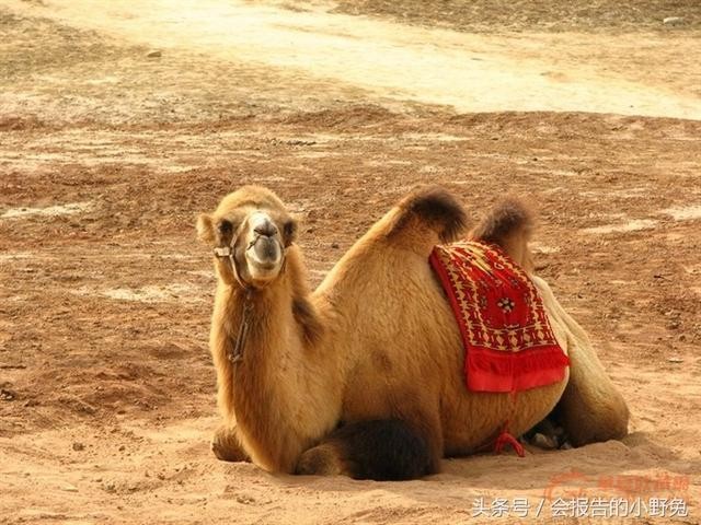 全球15大最值钱的宠物,只有土豪才能养