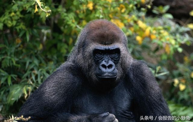 全球15大最值钱的宠物,只有土豪才能养