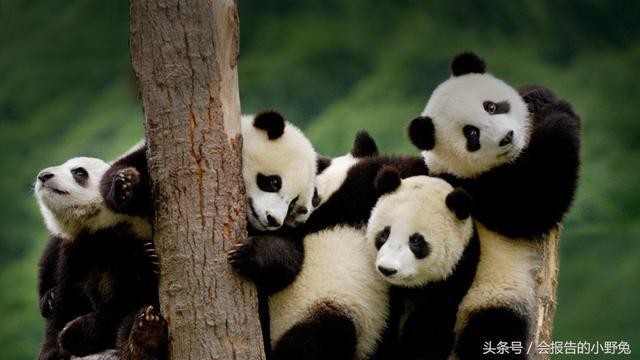 全球15大最值钱的宠物,只有土豪才能养