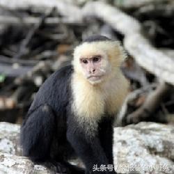 全球15大最值钱的宠物,只有土豪才能养