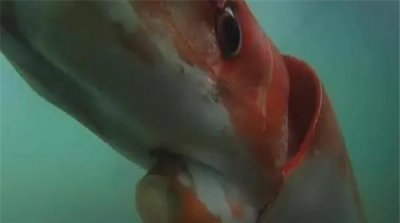 ​远古最可怕的三大巨鱿：远古大鱿曾统治海洋