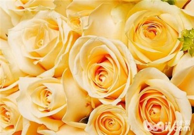 什么是香槟花(向日葵香槟花代表什么)