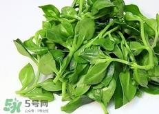 穿心莲的营养价值_穿心莲的功效与作用及食用方法 穿心莲的营养价值_穿心莲的功效与作用及食用方法