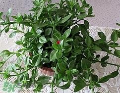 穿心莲的营养价值_穿心莲的功效与作用及食用方法 穿心莲的营养价值_穿心莲的功效与作用及食用方法