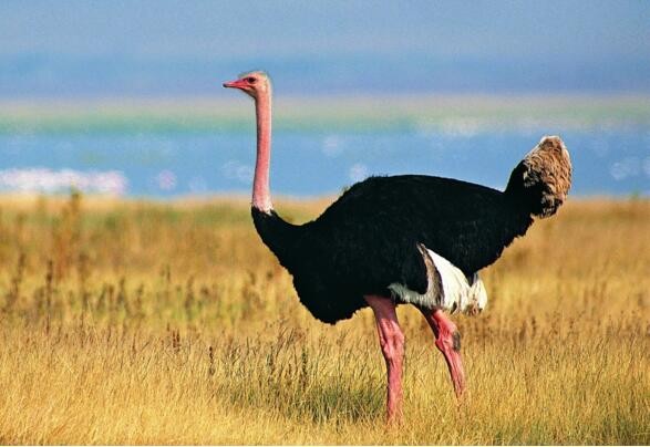 现存世界上最大的鸟,非洲鸵鸟高2.74米/重300斤