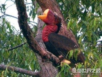 ​世界上最大的犀鸟，盔犀鸟(身长相当于10岁孩童身高)