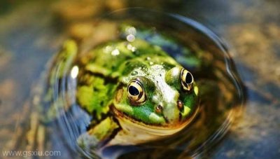 美国青蛙养殖方法和技术要点