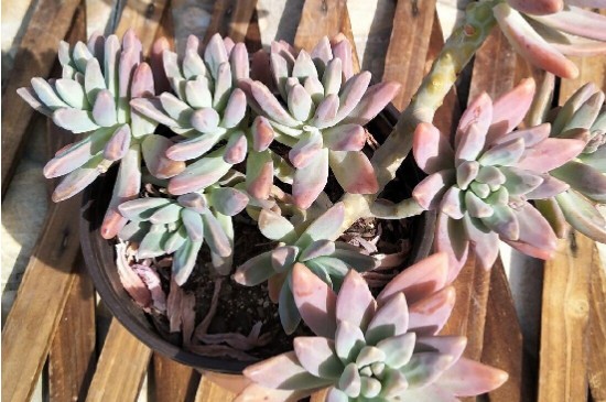 多肉布丁的养殖方法和注意事项(图3)