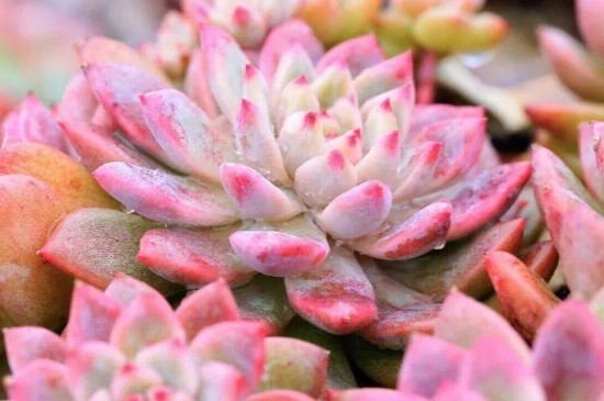 多肉布丁的养殖方法和注意事项(图4)