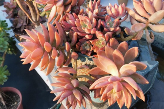 多肉布丁的养殖方法和注意事项(图2)