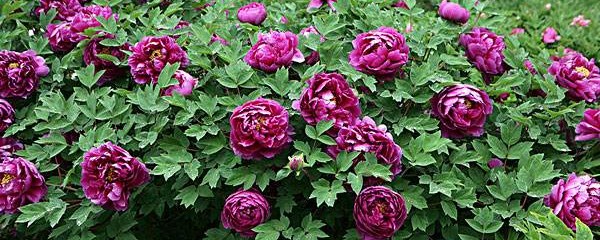 牡丹什么时候开花(牡丹的具体花期时间介绍)