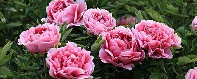 牡丹什么时候开花(牡丹的具体花期时间介绍)