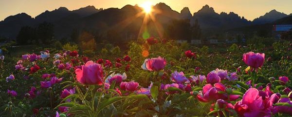 牡丹什么时候开花(牡丹的具体花期时间介绍)