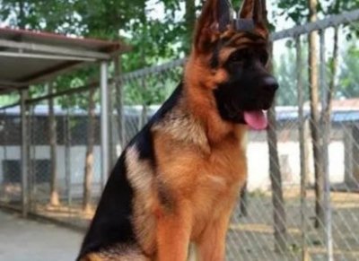 茶杯犬怎么产生的茶杯犬怎么了