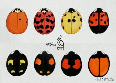 瓢虫有几种分别多少星(瓢虫种类知多少,利害一定要清楚)