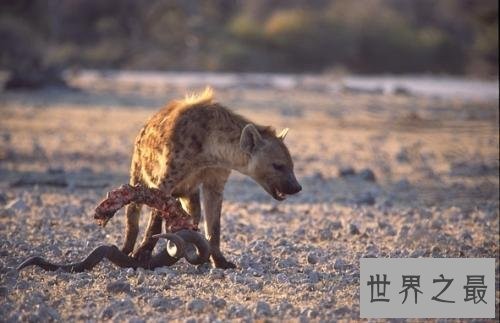 非洲二哥竟然是猥琐斑鬣狗 靠着秘术掏肛之术霸占非洲草原