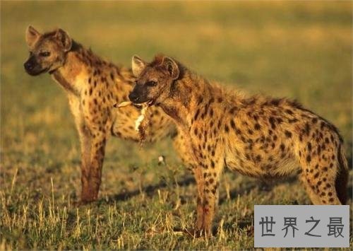 非洲二哥竟然是猥琐斑鬣狗 靠着秘术掏肛之术霸占非洲草原