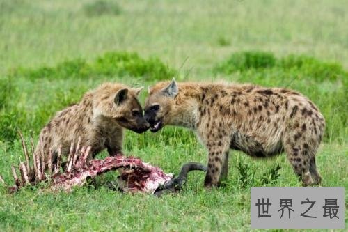 非洲二哥竟然是猥琐斑鬣狗 靠着秘术掏肛之术霸占非洲草原