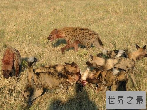 非洲二哥竟然是猥琐斑鬣狗 靠着秘术掏肛之术霸占非洲草原