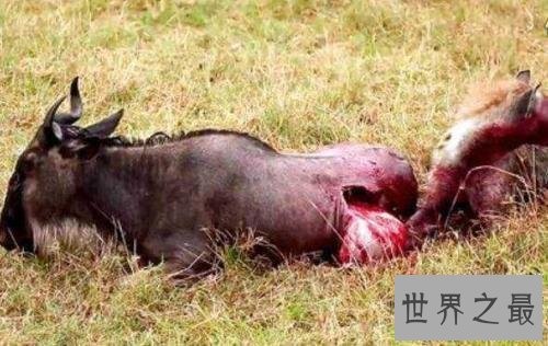 非洲二哥竟然是猥琐斑鬣狗 靠着秘术掏肛之术霸占非洲草原