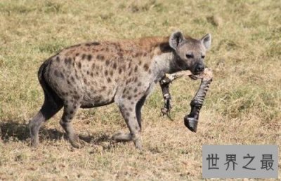 ​非洲二哥竟然是猥琐斑鬣狗 靠着秘术掏肛之术霸占非洲草原