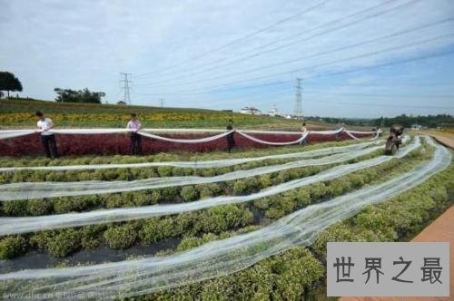 世界上最长的婚纱,4100米(震撼却没卵用)